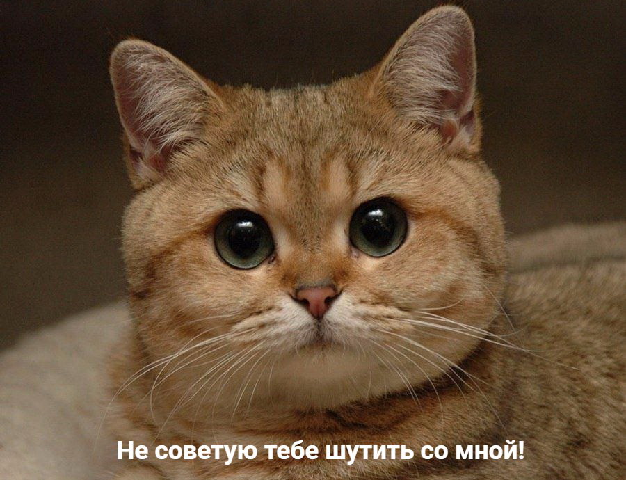 Что делать, если кот перекусил наушники